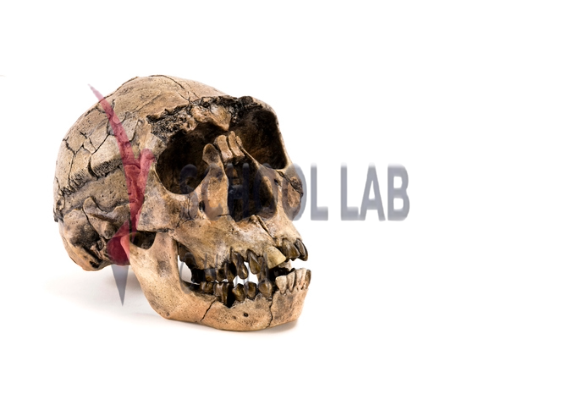 3B Scientific Hominid Skull Model - Homo Neanderthalensis